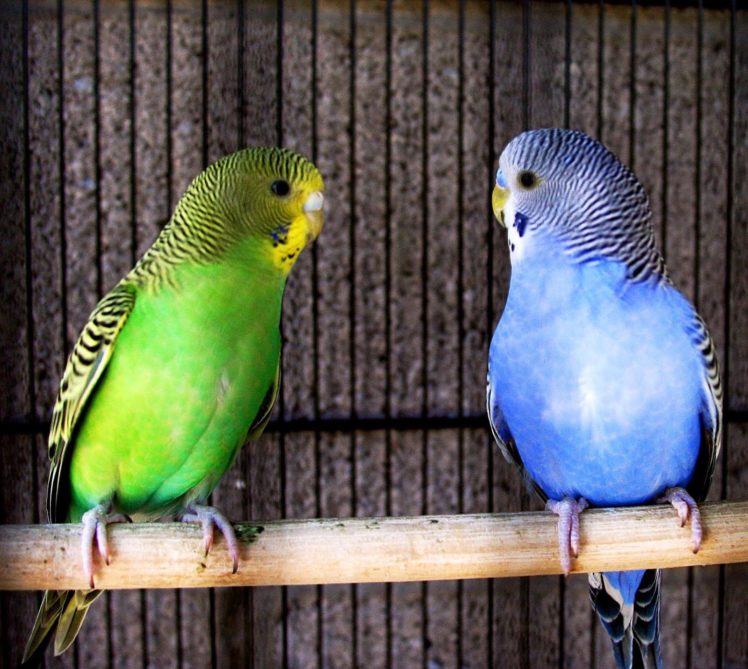 Parakeet Budgie Parrot Bird Tropical Wallpaper HD