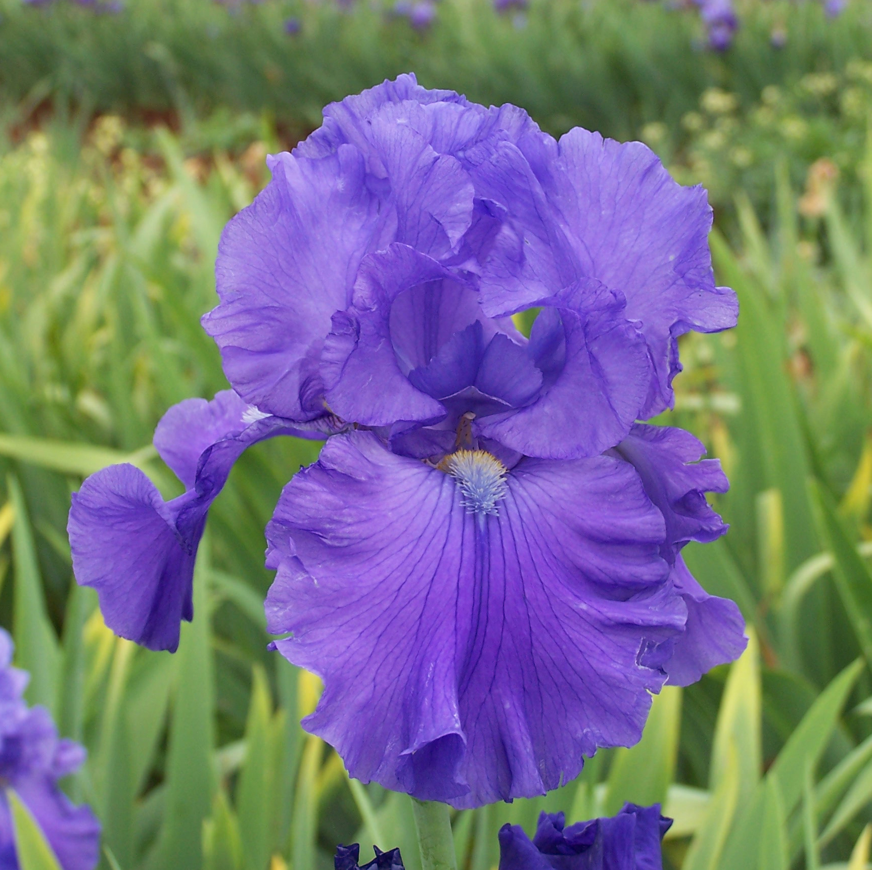 Pin Bearded Iris