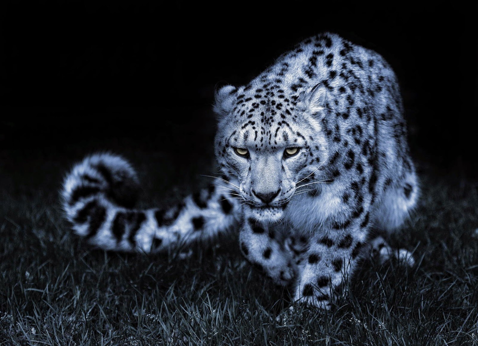 Snow Leopard Black And White Posture Eyes Cat