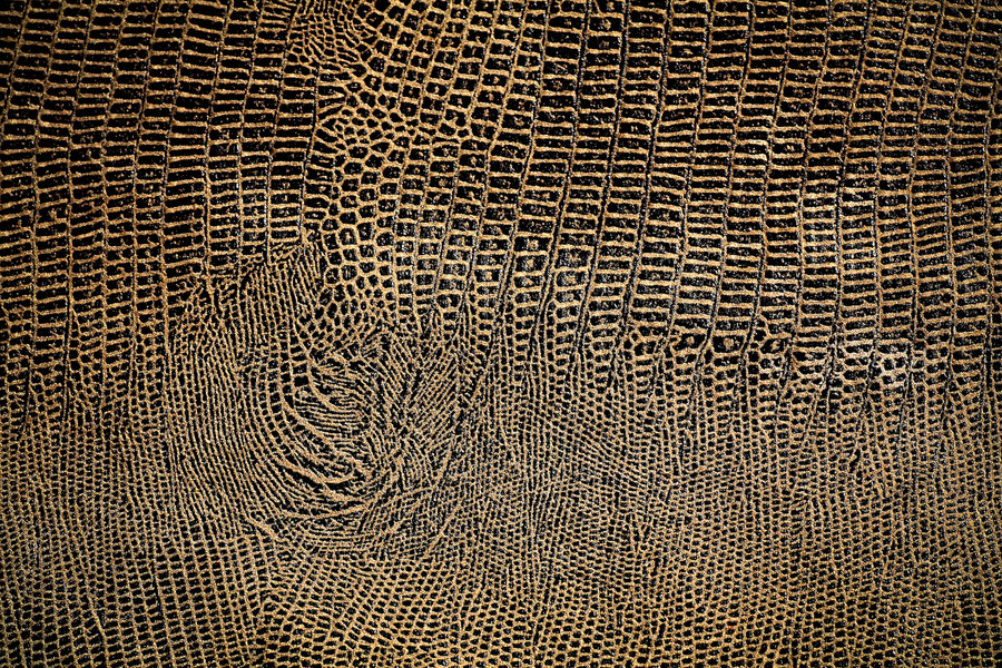 Snakeskin Texture By Beckas