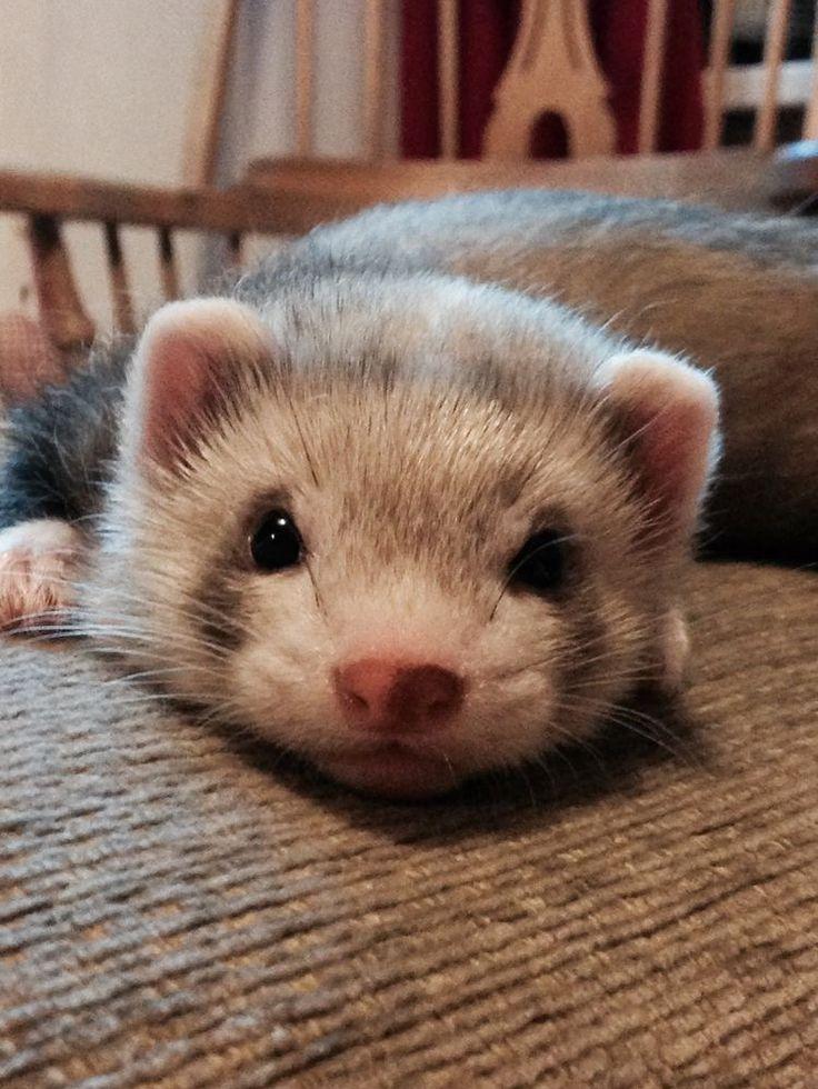 Ferret Frenzy Collection of the Best Ferret Pictures Animal
