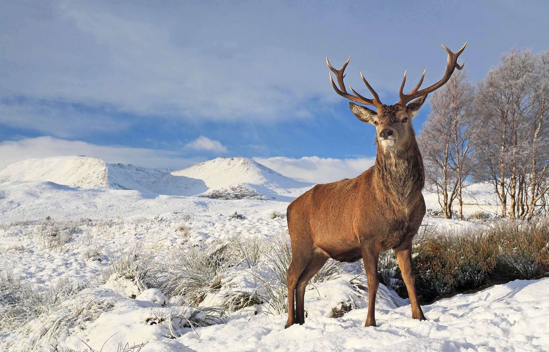 Nature Landscape Snow Winter Animal Deer 4k Ultra HD Wallpaper