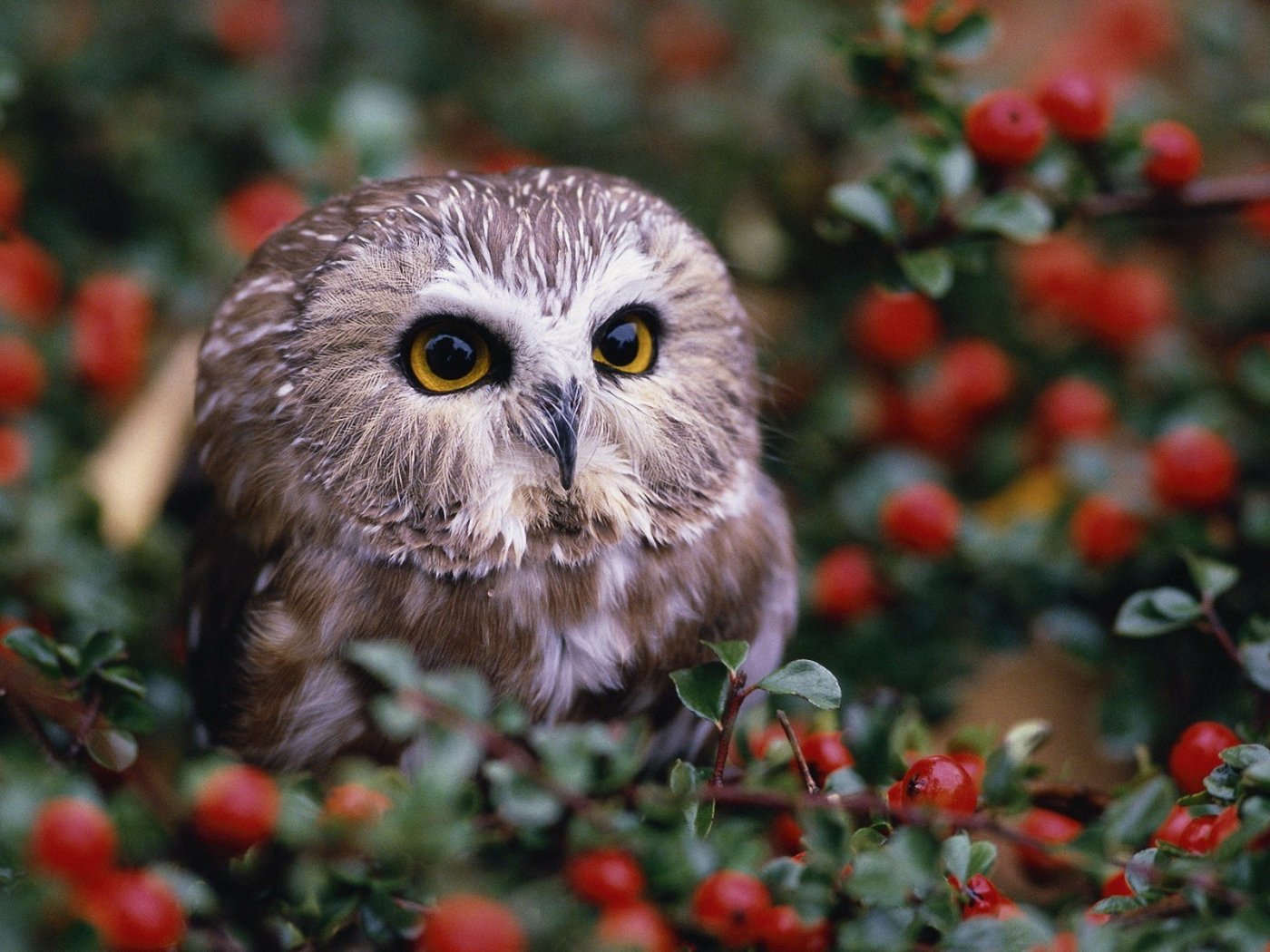 Wallpaper Owl Pictures