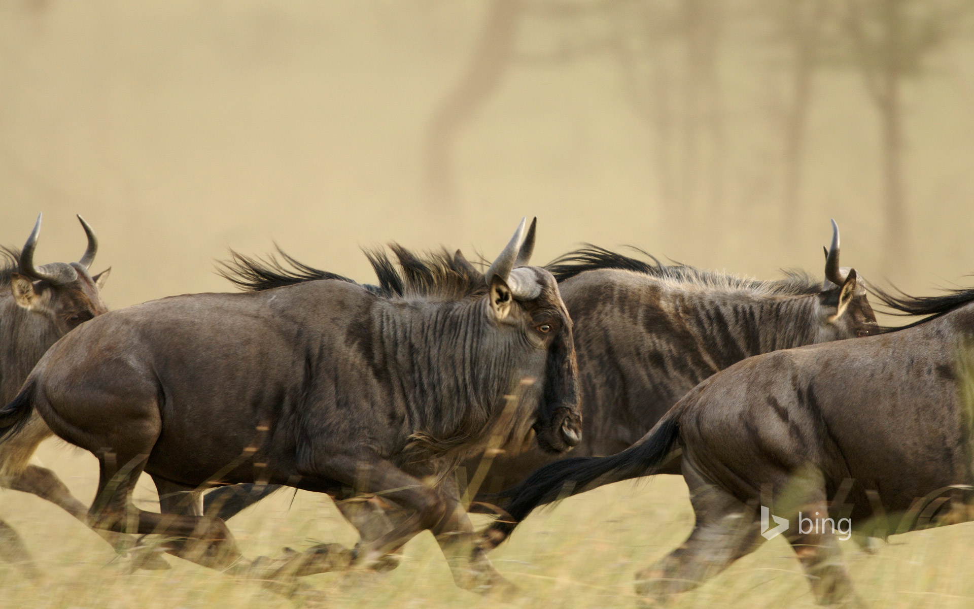 Blue Wildebeests On The Musabi Plains In Serengeti National Park