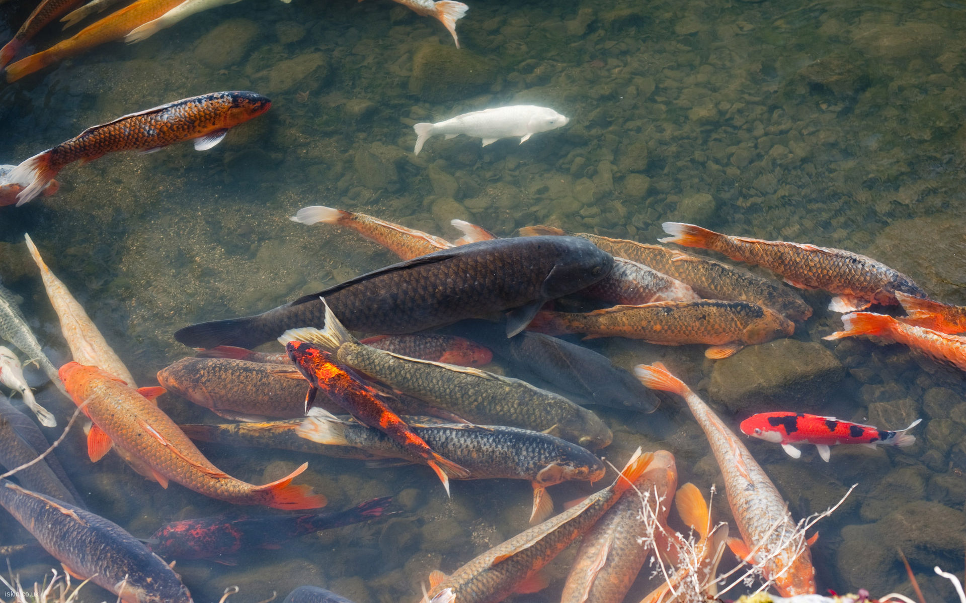 Koi Pond