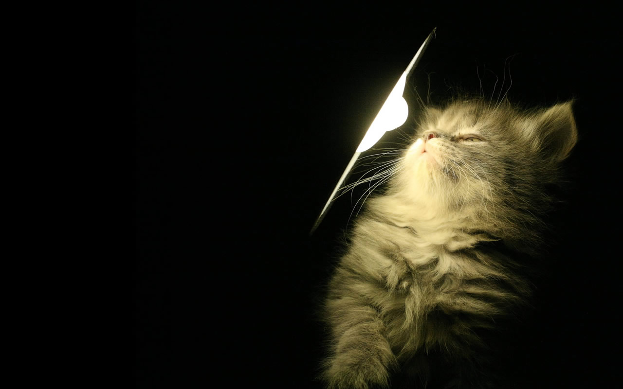 Cute Cat Wallpaper HD