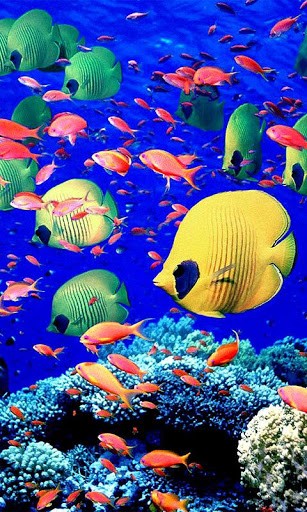Coral Reefs HD Live Wallpaper For Android By Cute Animals Apps