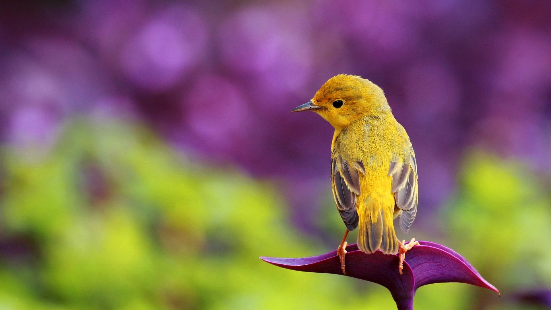 Nature Spring Animal Bird Wallpaper HD High Resolution