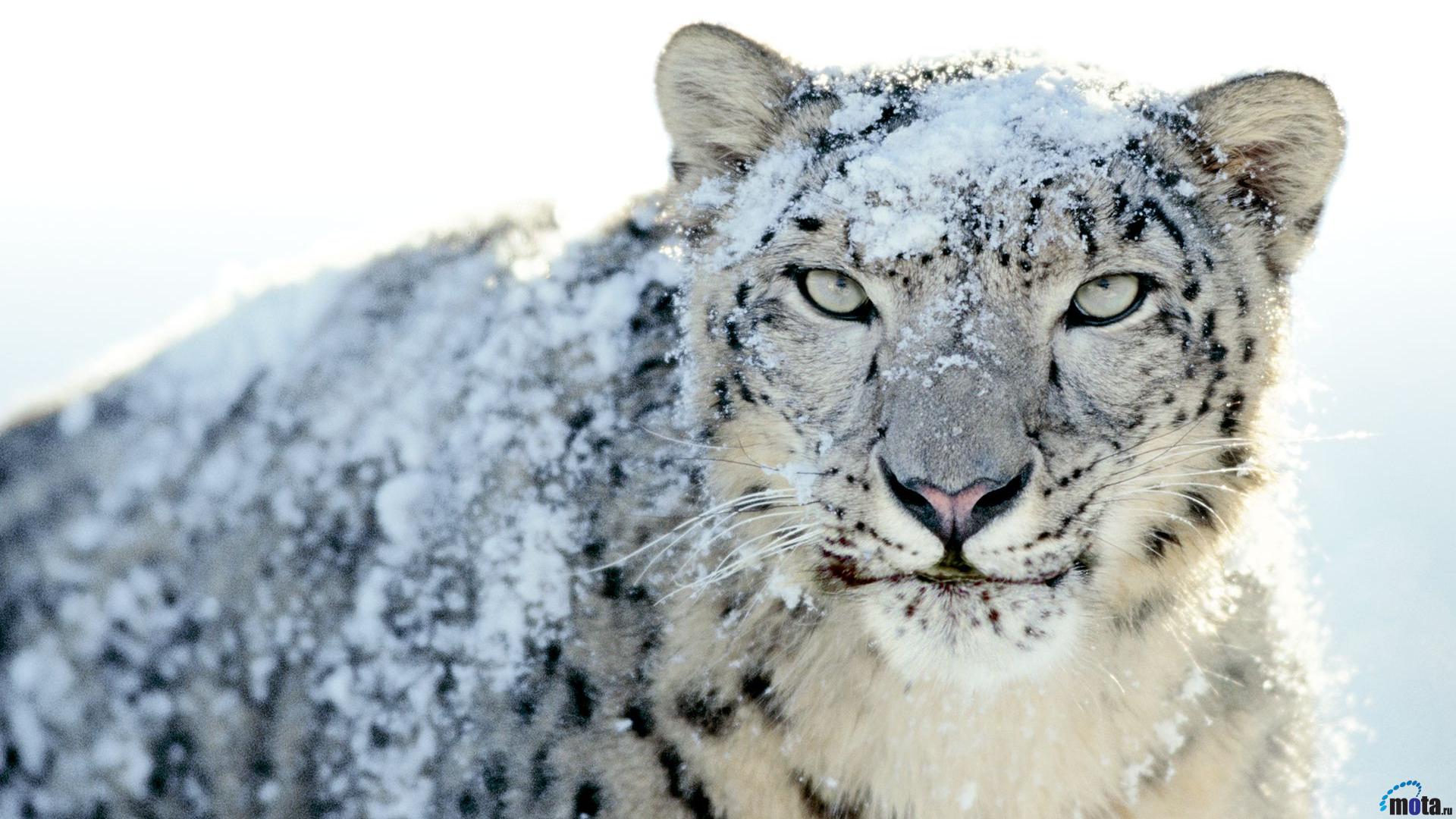 Wallpaper Snow Leopard X HDtv 1080p