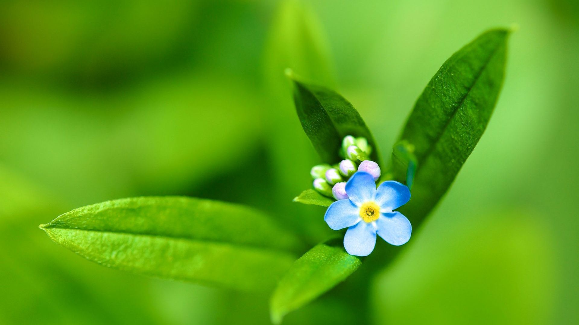 Download Small blue flower wallpaper