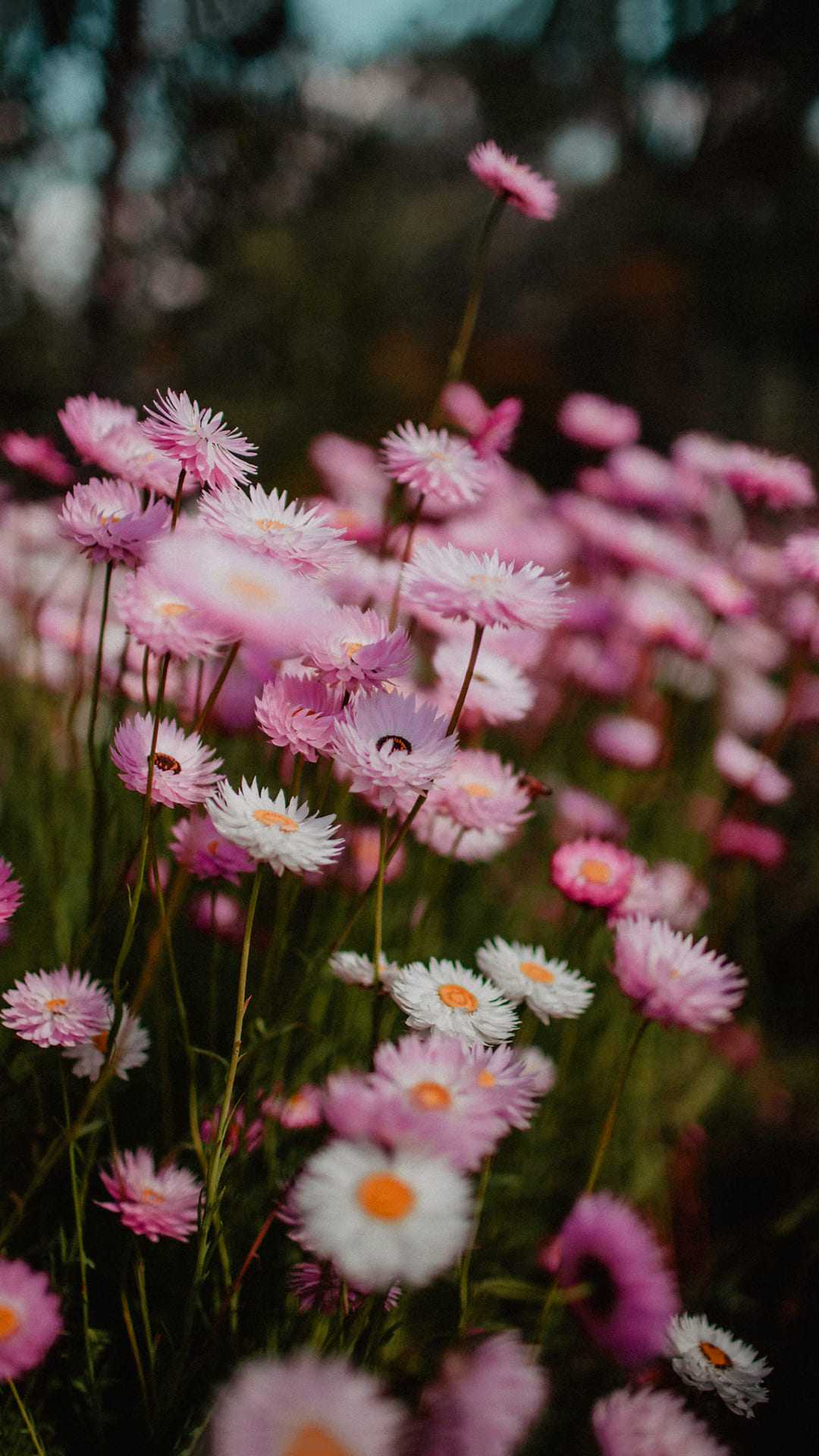 Wildflowers Wallpaper