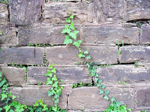 Wallpaper Block Wall With Ivy Explore Terry Mcbs Photo