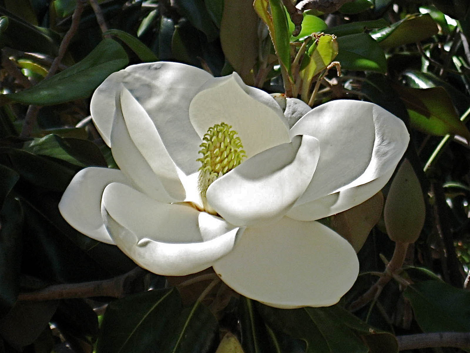 Magnolia Blossom Wallpaper Image Photos Pictures And Background