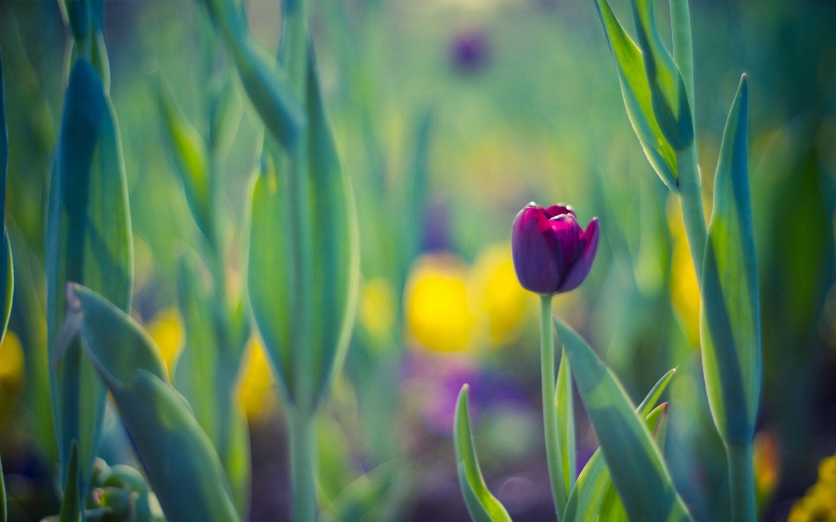 Spring Purple Tulip Wallpaper High Definition Quality