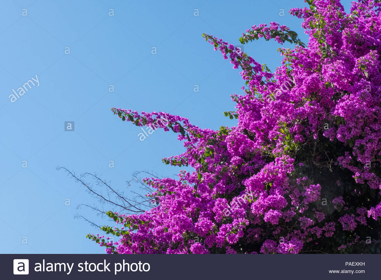 Wallpaper Of A Bougainvillea Flower Tree And Blue Sky In The
