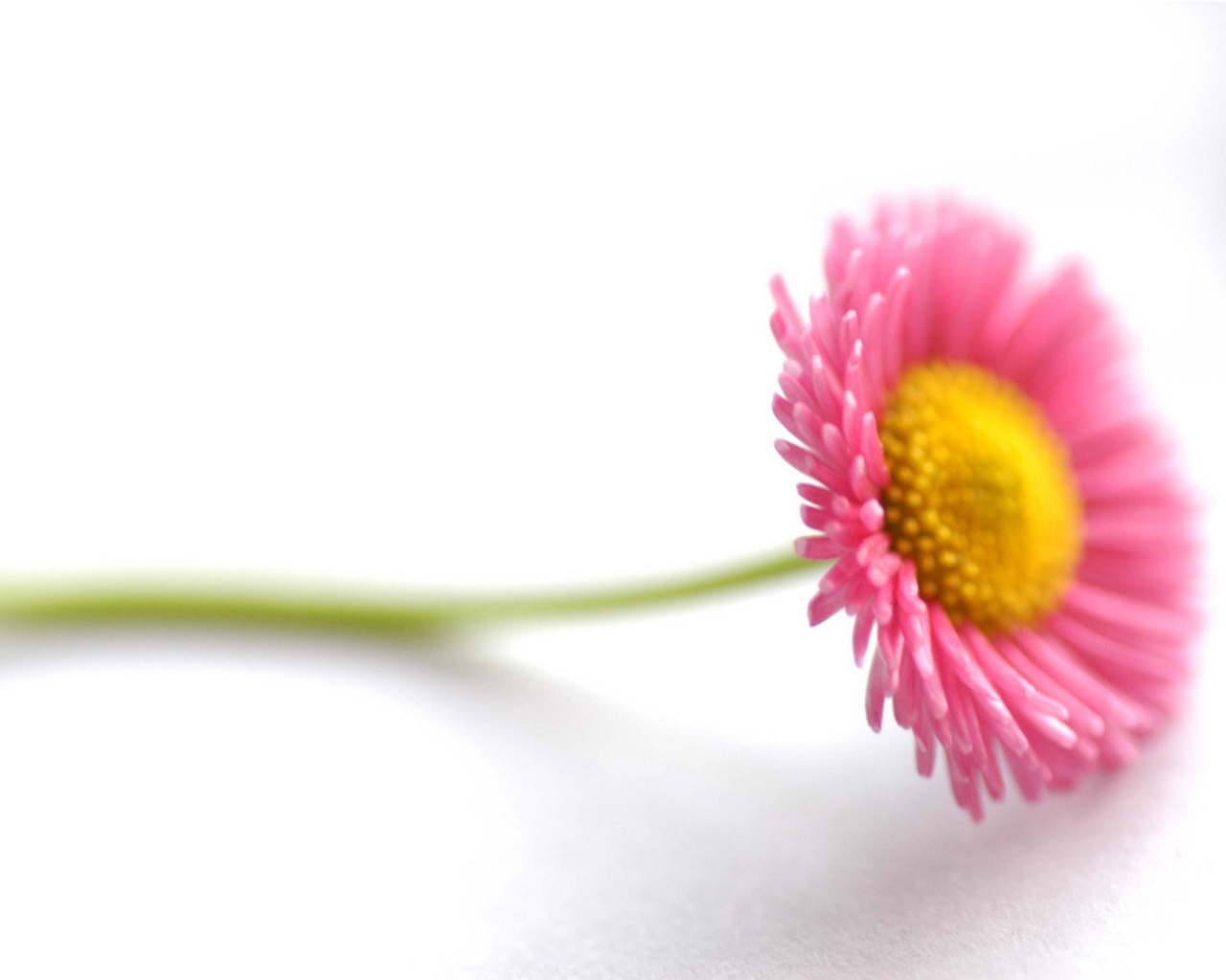 Flower Wallpaper For Desktop Rose