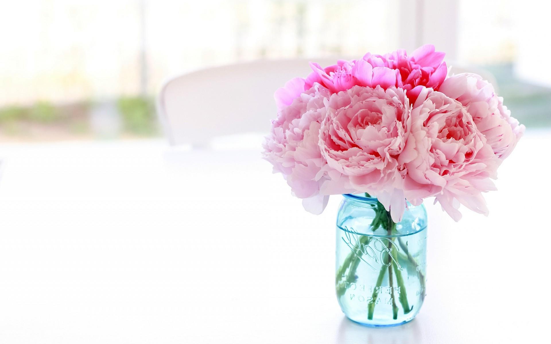 Pink Peony White Background Wallpaper