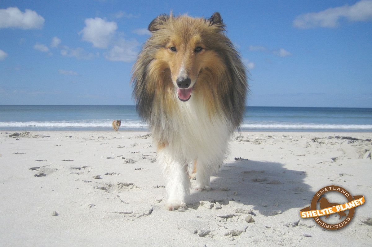 Sheltie Wallpaper