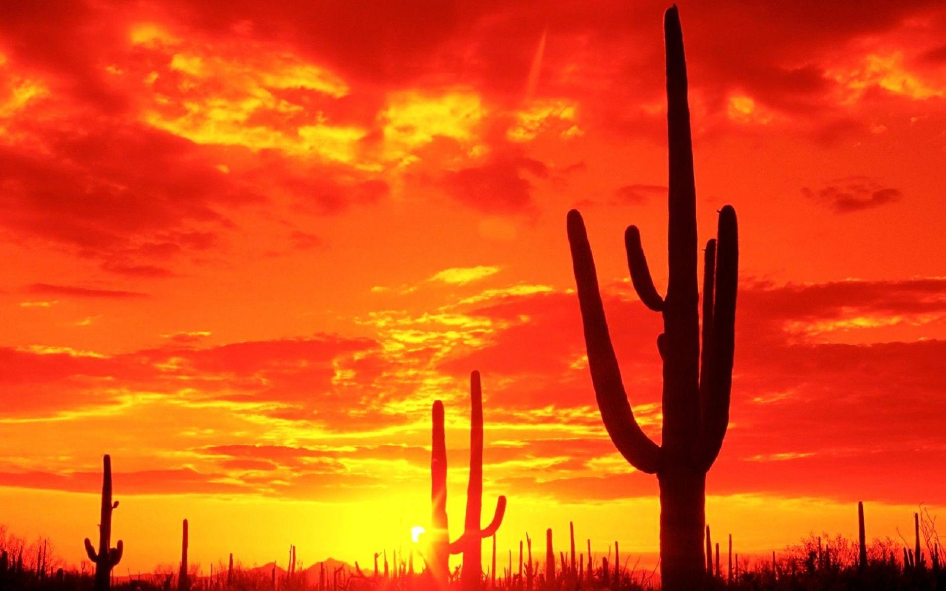 Desert Cactus Wallpaper HD