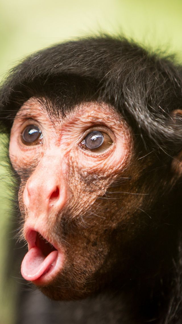 Wallpaper Chimpanzee Monkey Cute Animals Funny