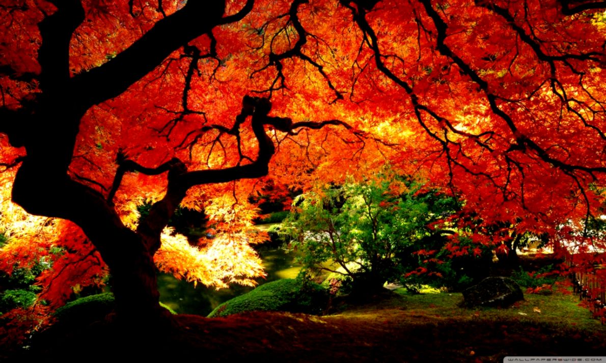 Nice Picture Autumn Wallpaper This