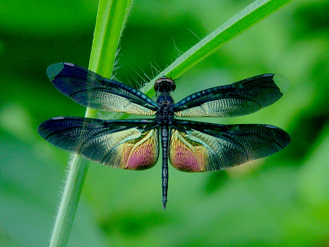 Pics Photos Colorful Dragonfly Wallpaper