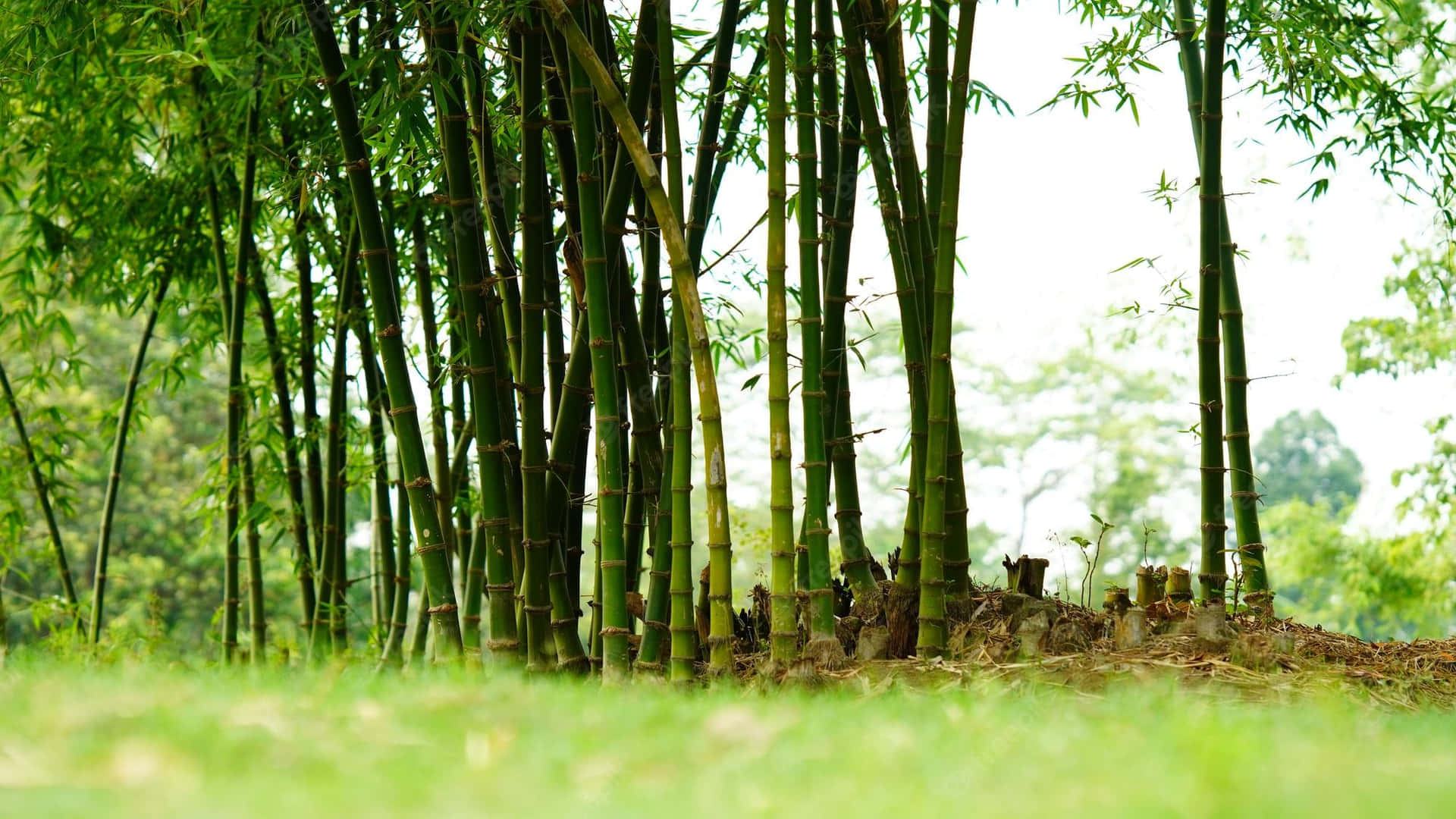 Chinese Bamboo Wallpaper