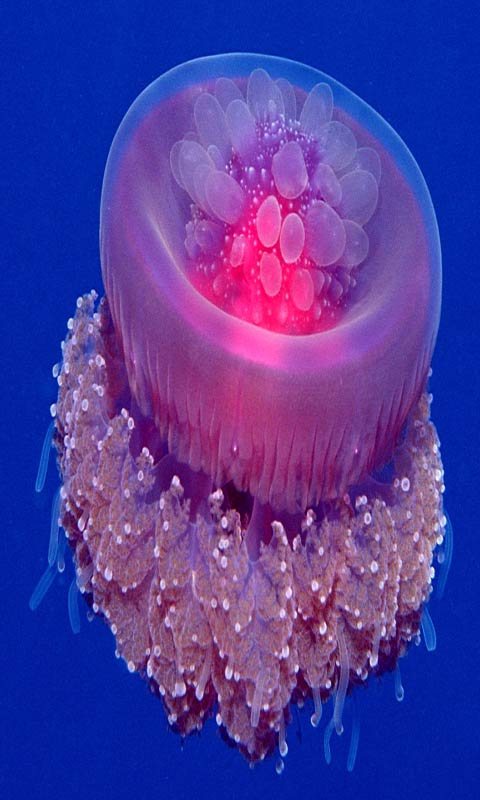 Color Jellyfish Live Wallpaper Android