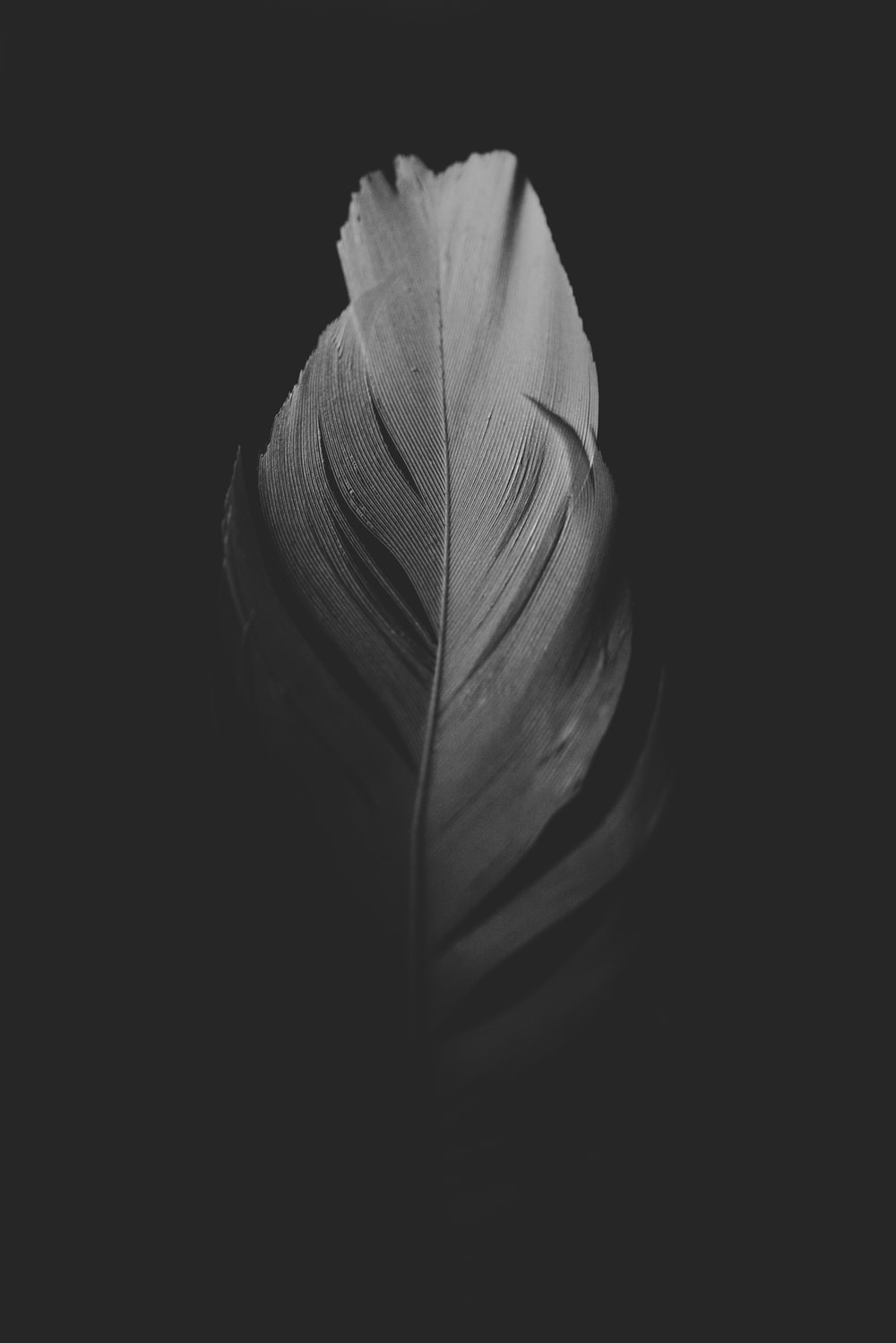 Feather Pictures HD Image