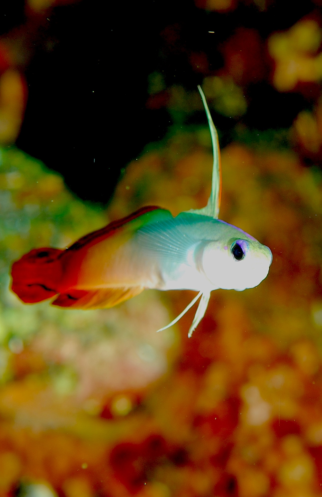 Fire Goby Photos And Wallpaper Nice Pictures