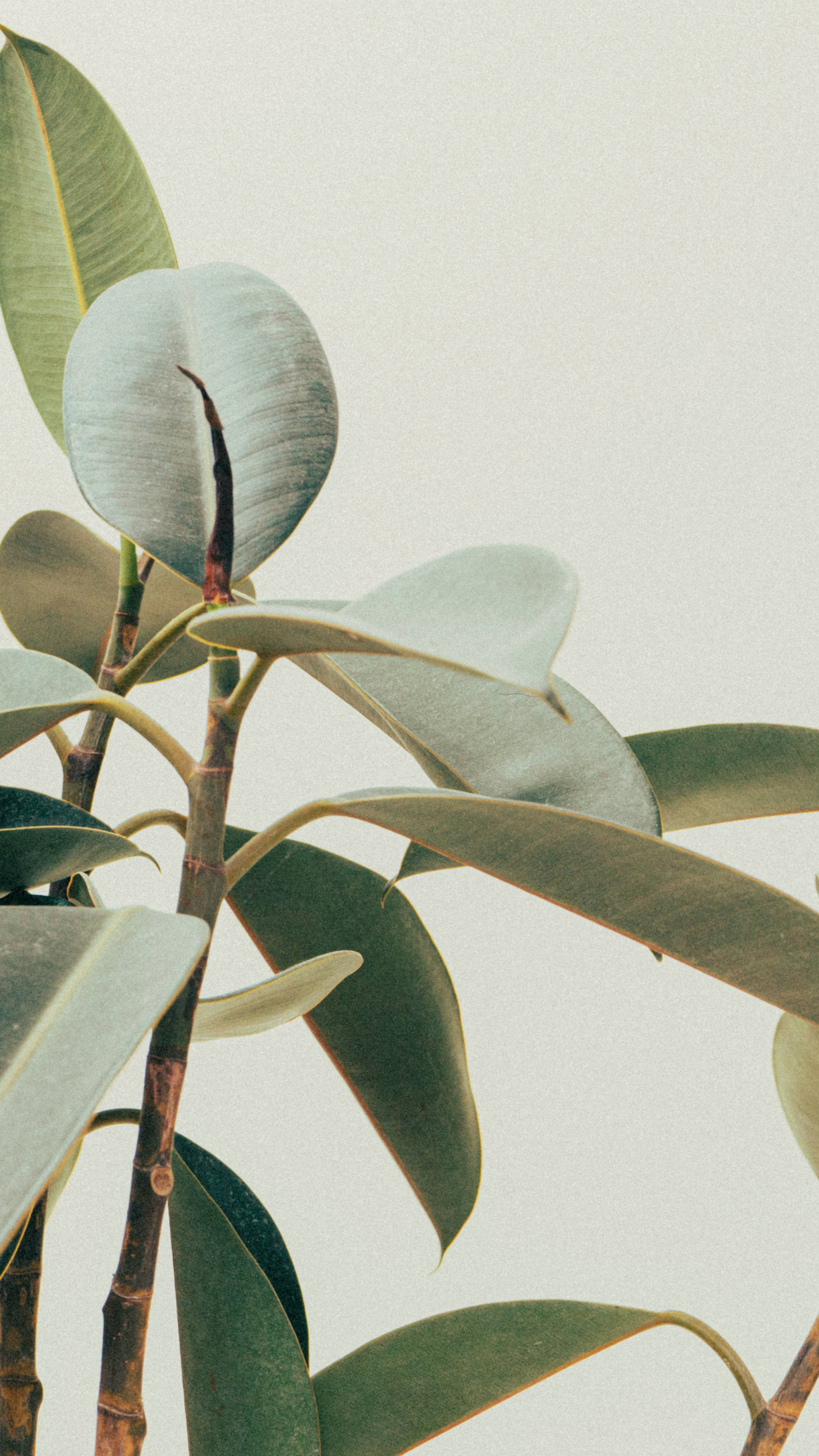 Minimalist Plant Wallpaper