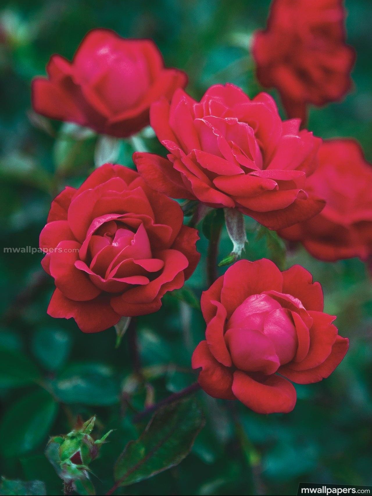 Black Rose iPhone Wallpaper On
