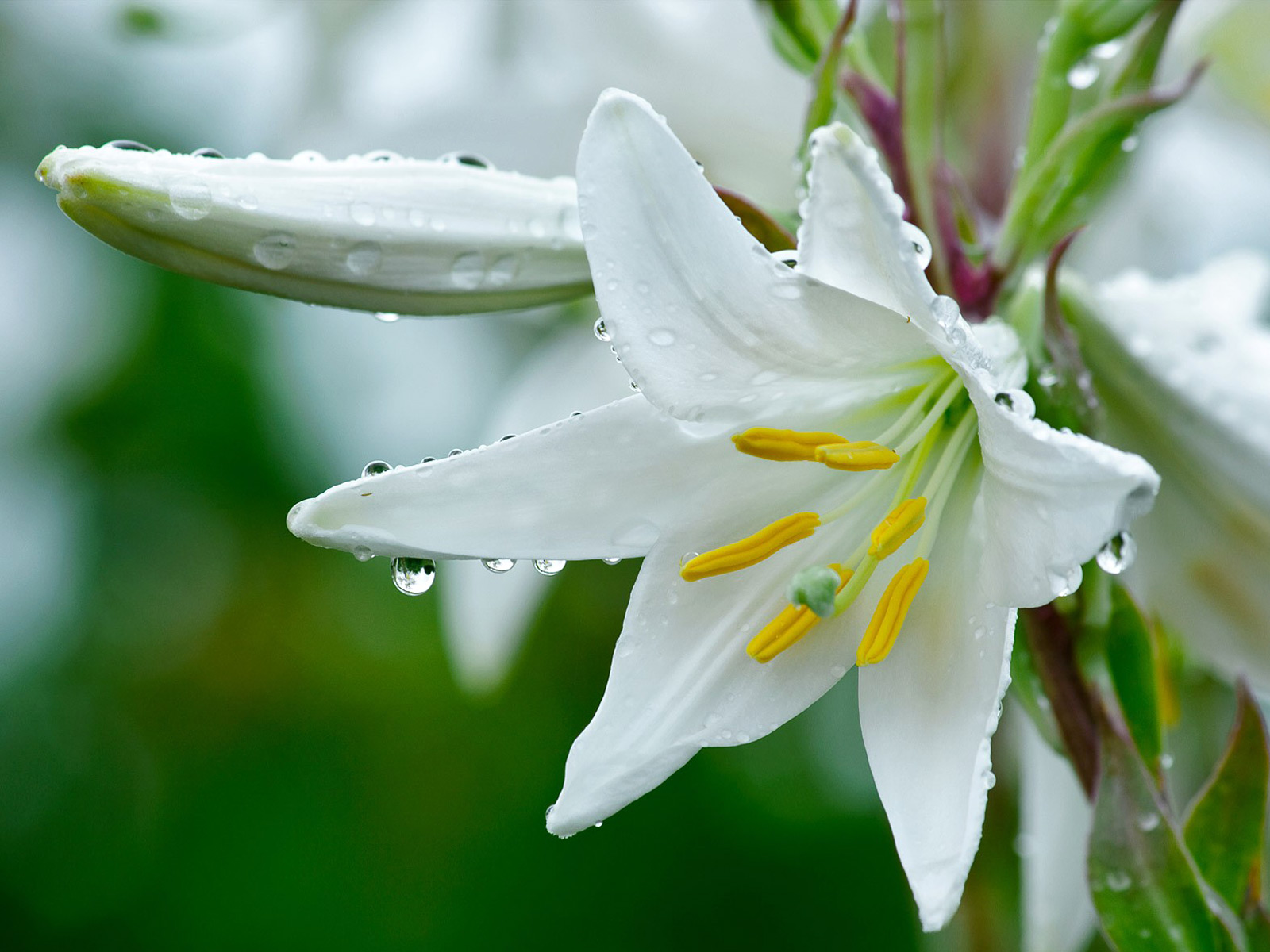 Wallpaper Of White Lilies With Macro Photo Style HD