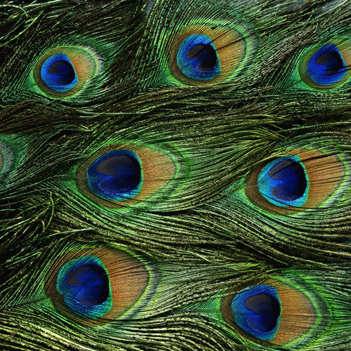 Blackberry iPad Peacock Feathers Screensaver For Kindle3 And Dx