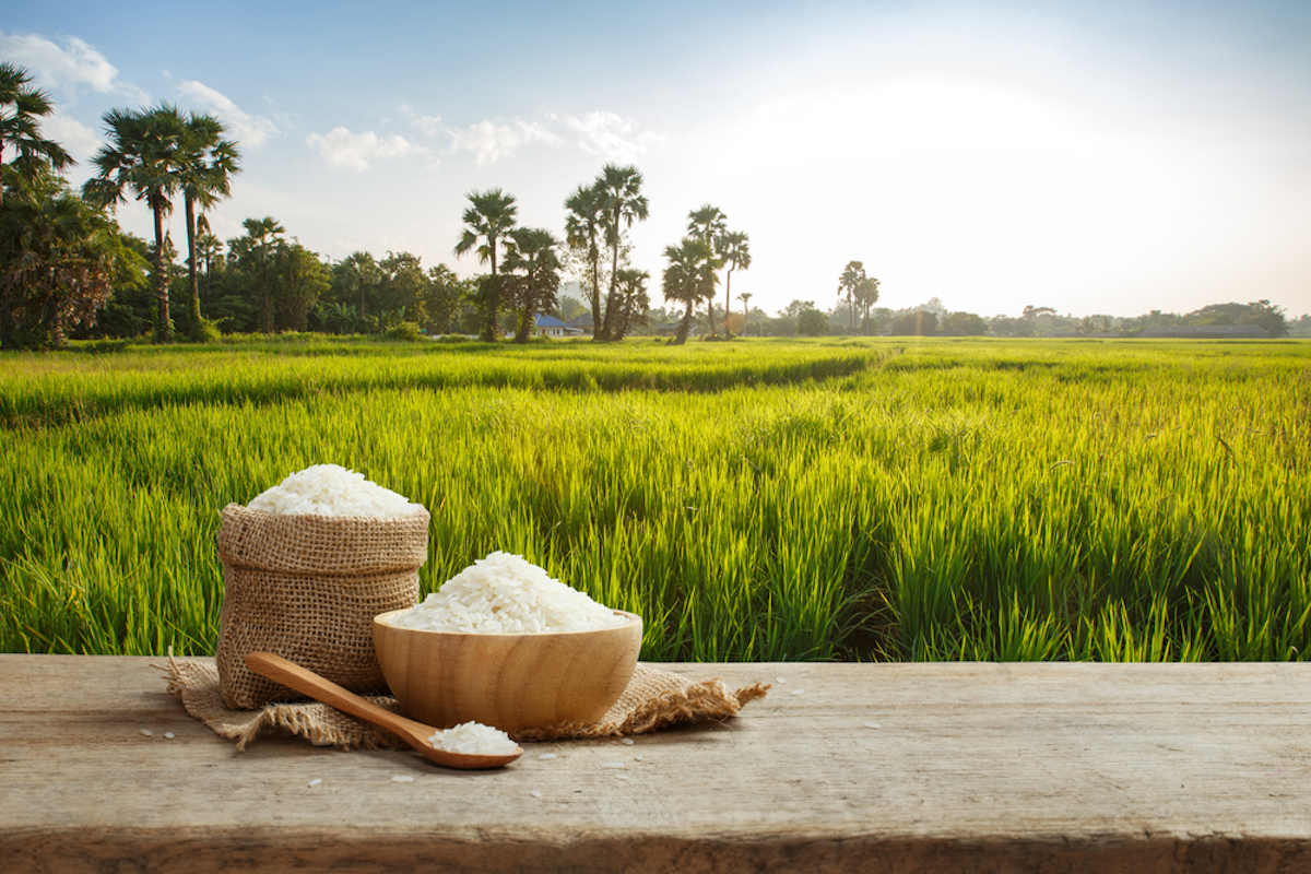 Asian Uncooked White Rice With The Field Background Envirotec