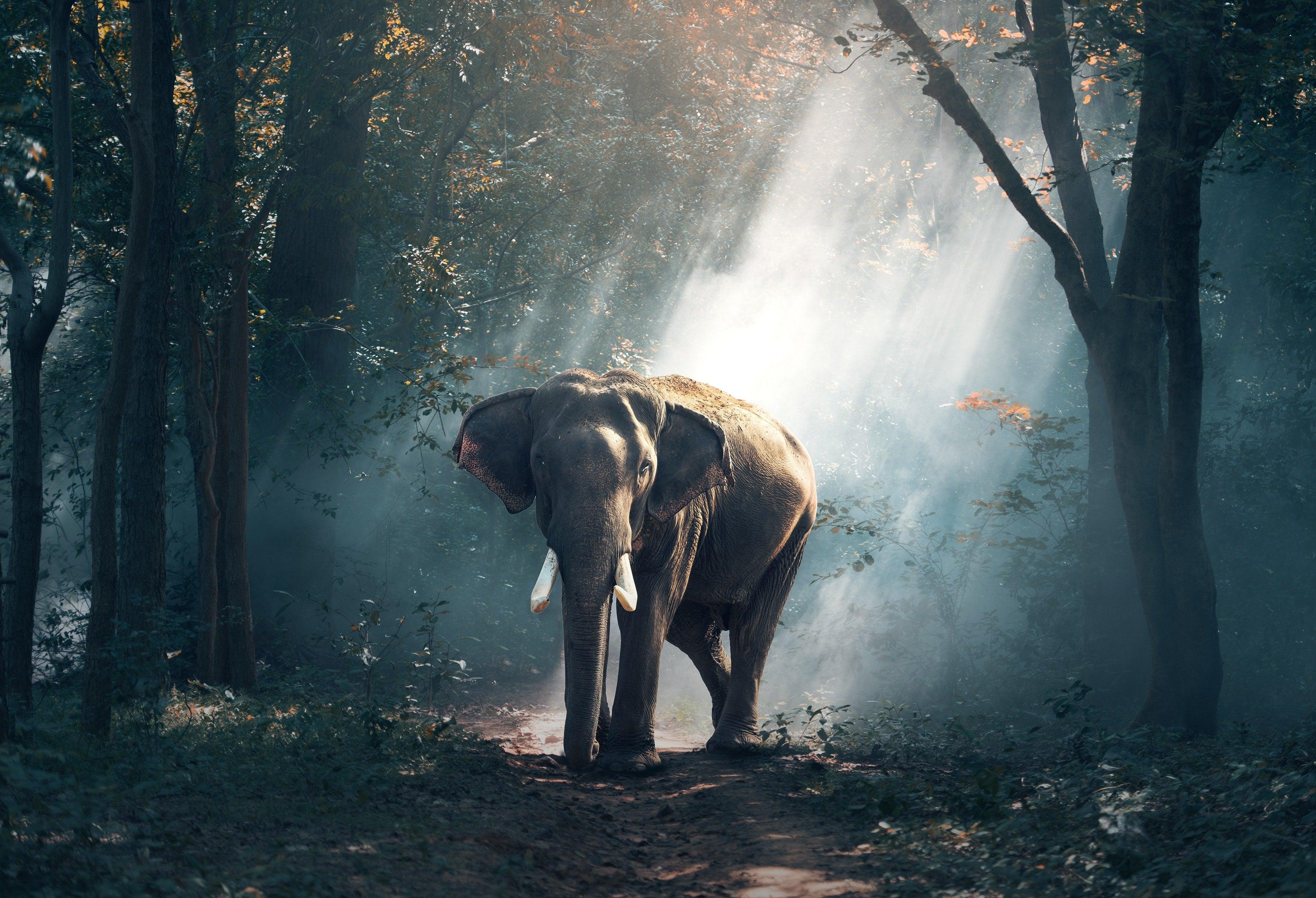Elephant In Forest HD Wallpaper