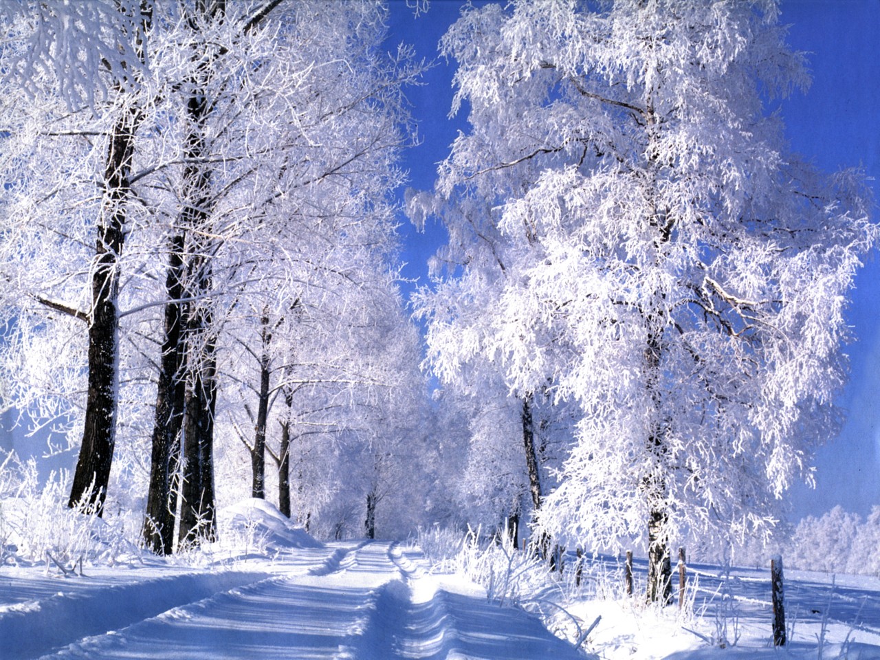 Beautiful Winter Tree Wallpaper HD Pixel Popular