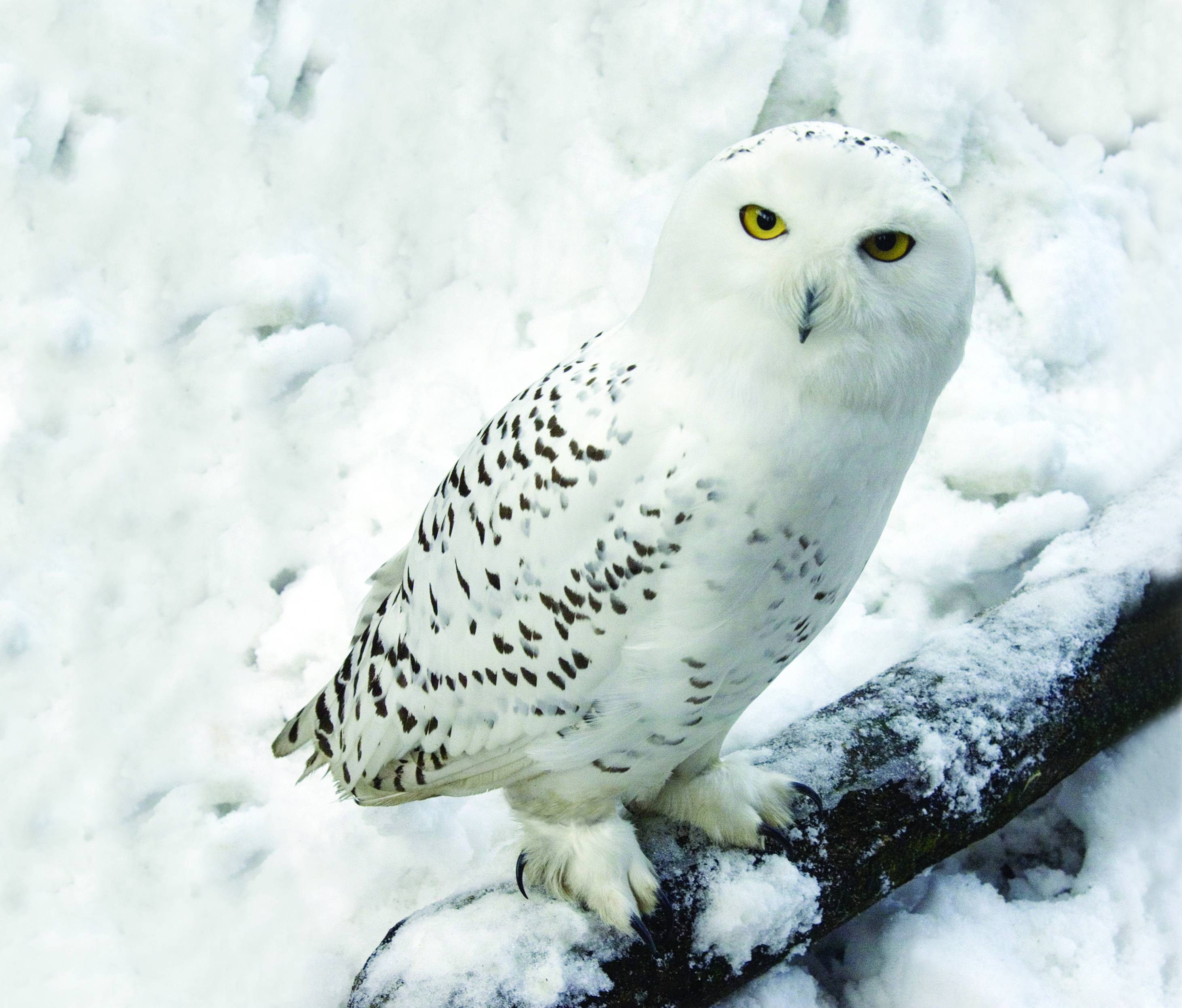 Snowy Owl Iphone Wallpaper images