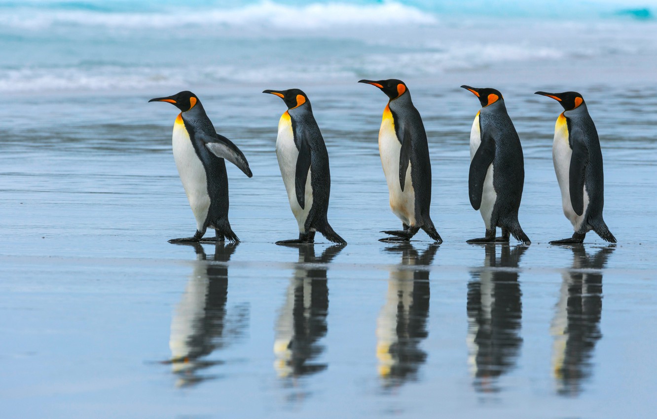 Wallpaper Sea Beach The Ocean Pack Penguins Walk Emperor