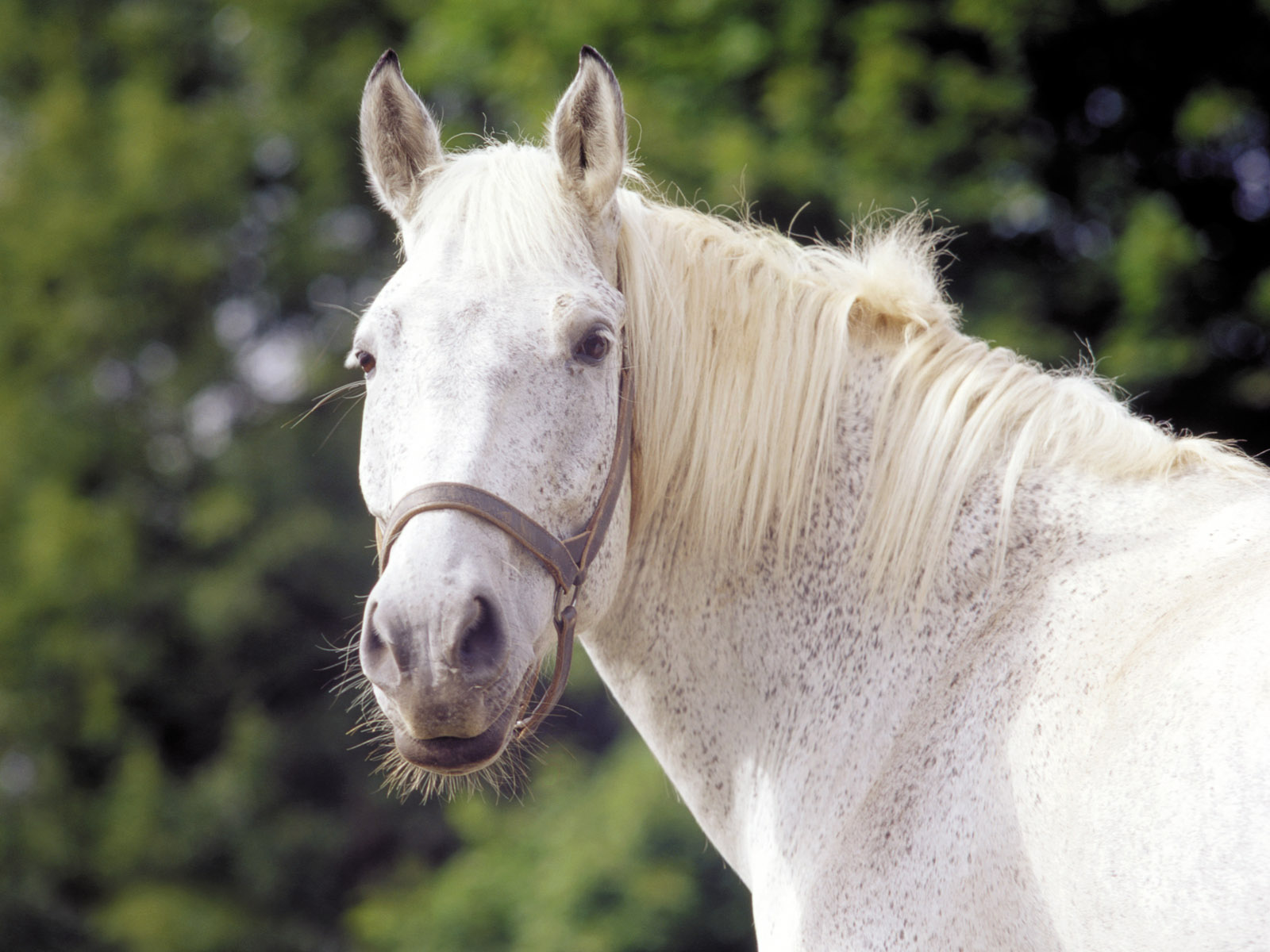 Close Up Of A White Horse Desktop Wallpaper