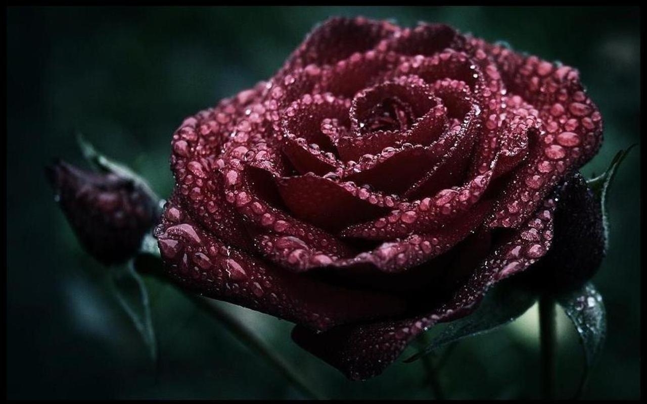 Foto rose dark