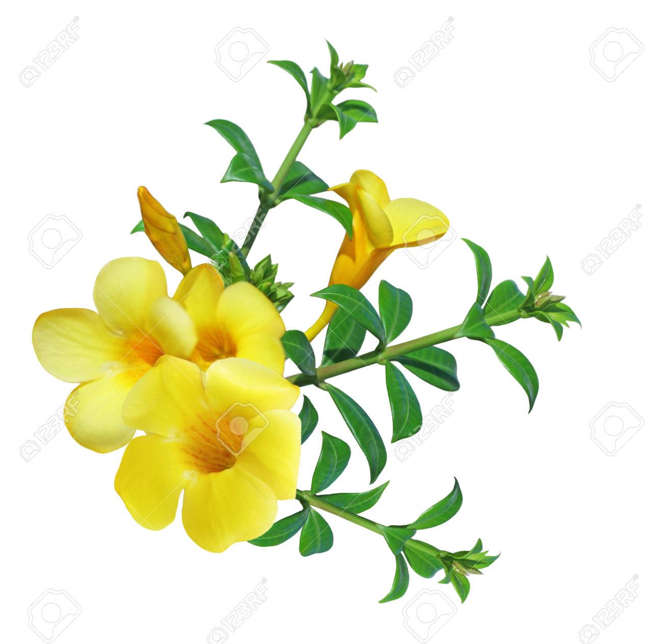Allamanda Flower Yellow Bell Isolated On White Background Stock