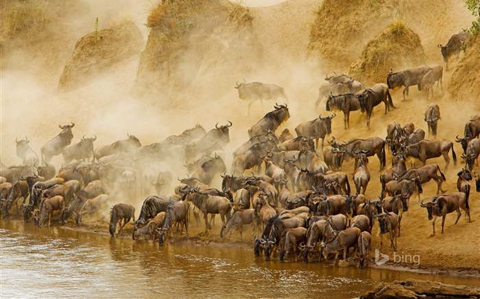 Migratory Herds Bing Theme Wallpaper