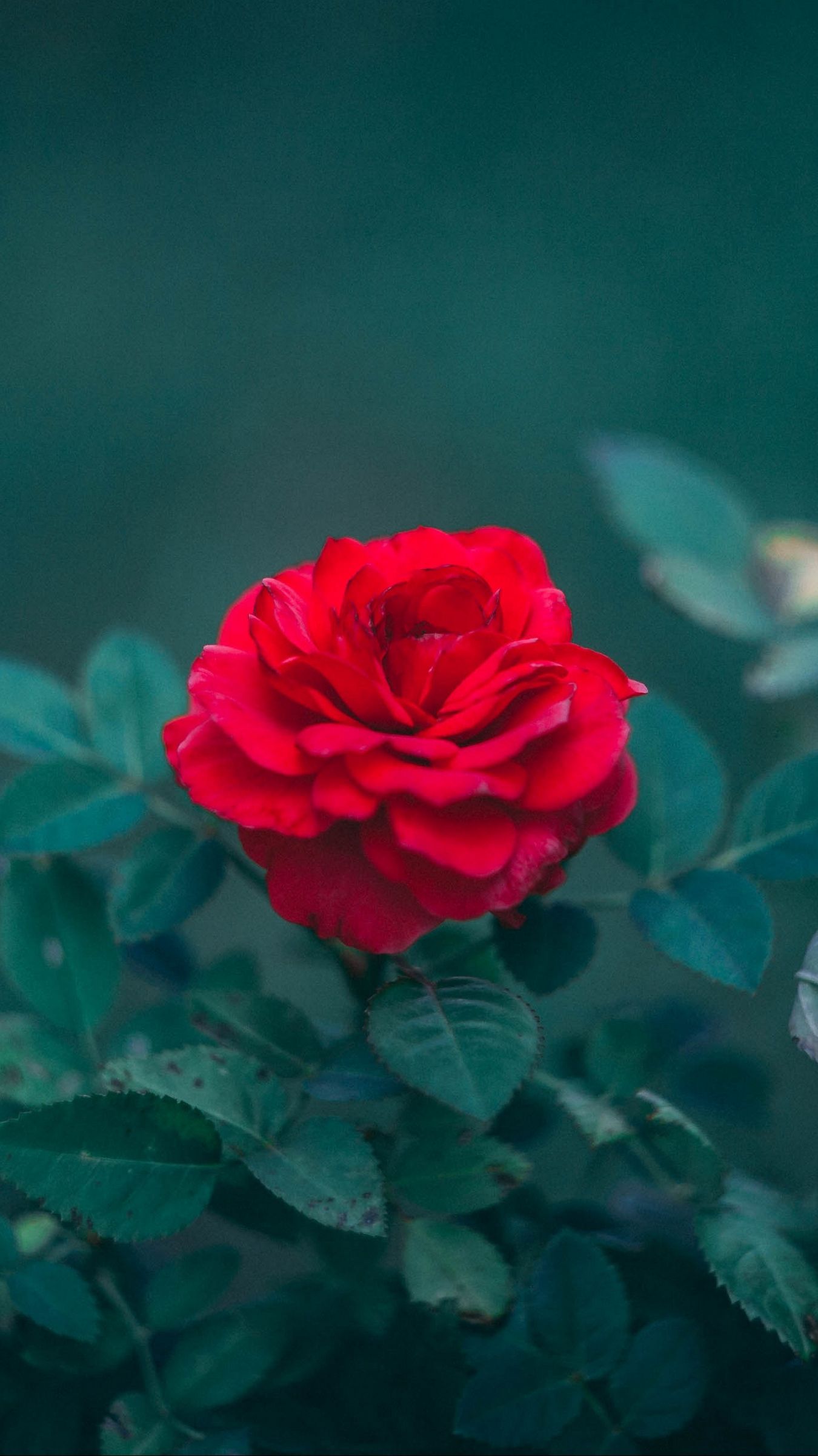 Rose Bud Red Bush Blur Leaves Beautiful Flowers Wallpaper