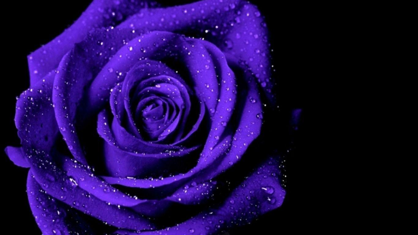 Violet Rose Wallpapers: Trang trí màn hình của bạn với những hình nền hoa hồng tím đầy quyến rũ và tinh tế. Họa tiết độc đáo và chất liệu chất lượng cao sẽ mang lại cho bạn một trải nghiệm tuyệt vời. Cảm nhận sự tinh tế và đẳng cấp của Violet Rose Wallpapers ngay hôm nay!