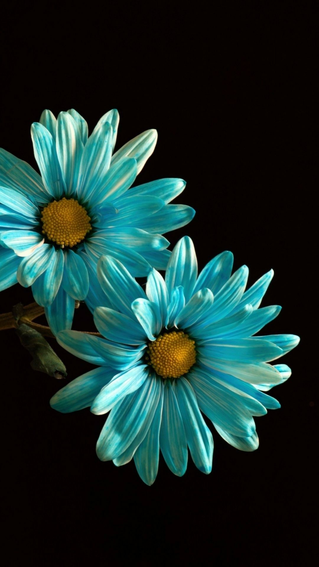 Flower iPhone Wallpaper Flowery Sunflower