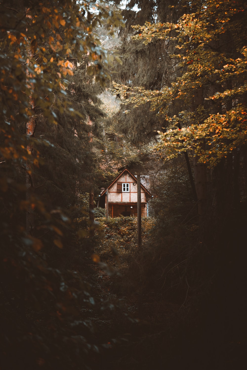 Brown Wooden House In The Middle Of Forest Photo Germany