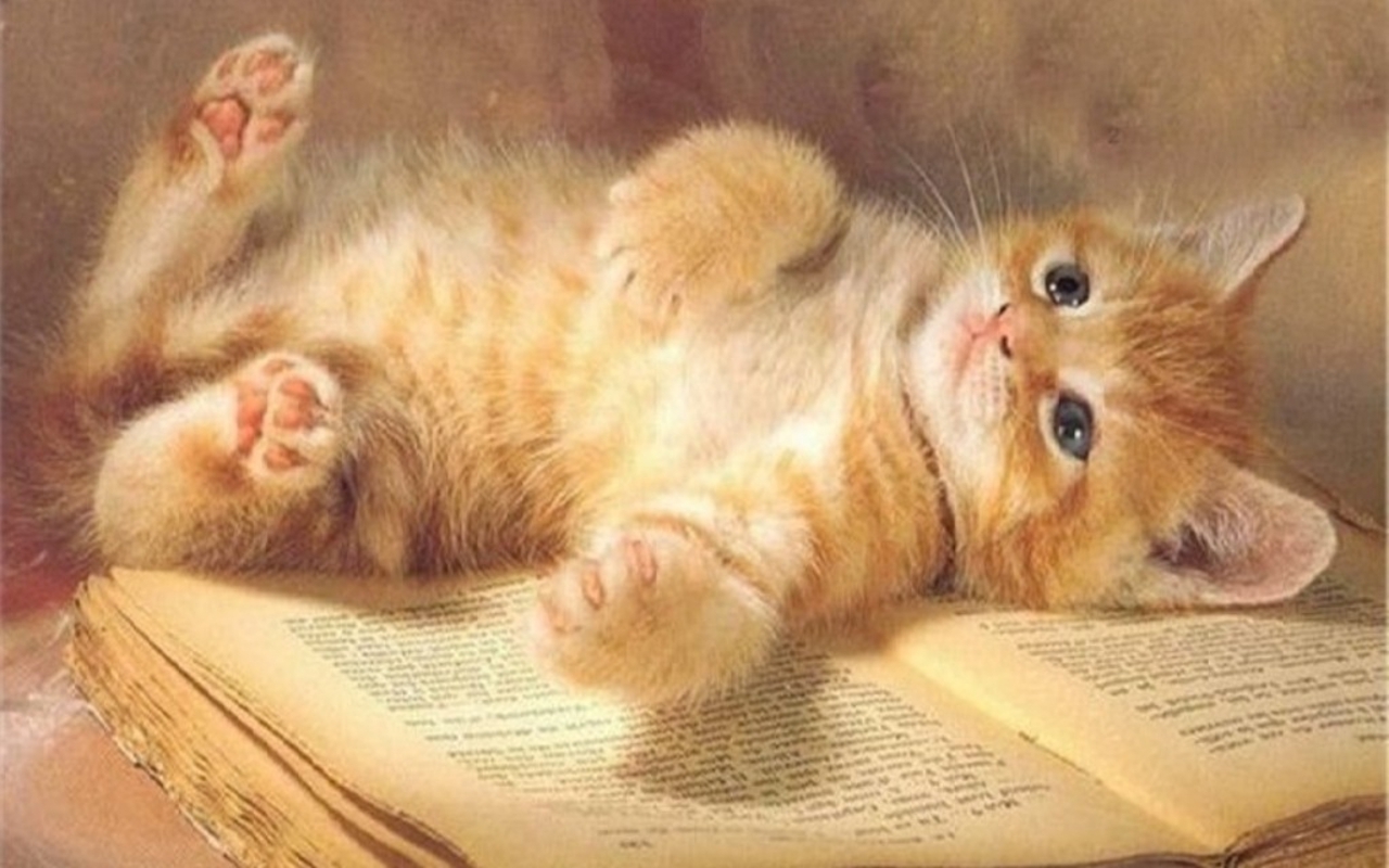 Cute Kitten Wallpaper   Kittens Wallpaper 16094692