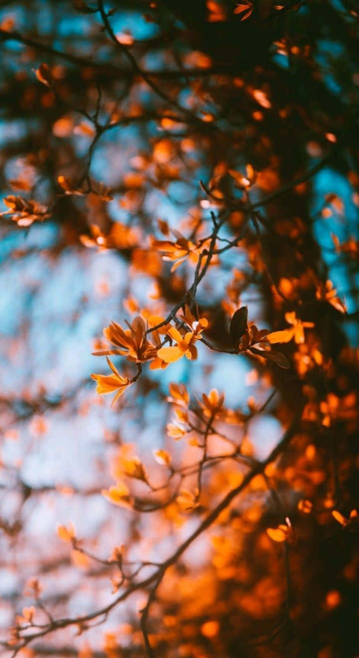 Enjoy The Beauty Of Season With Perfect Fall Wallpaper