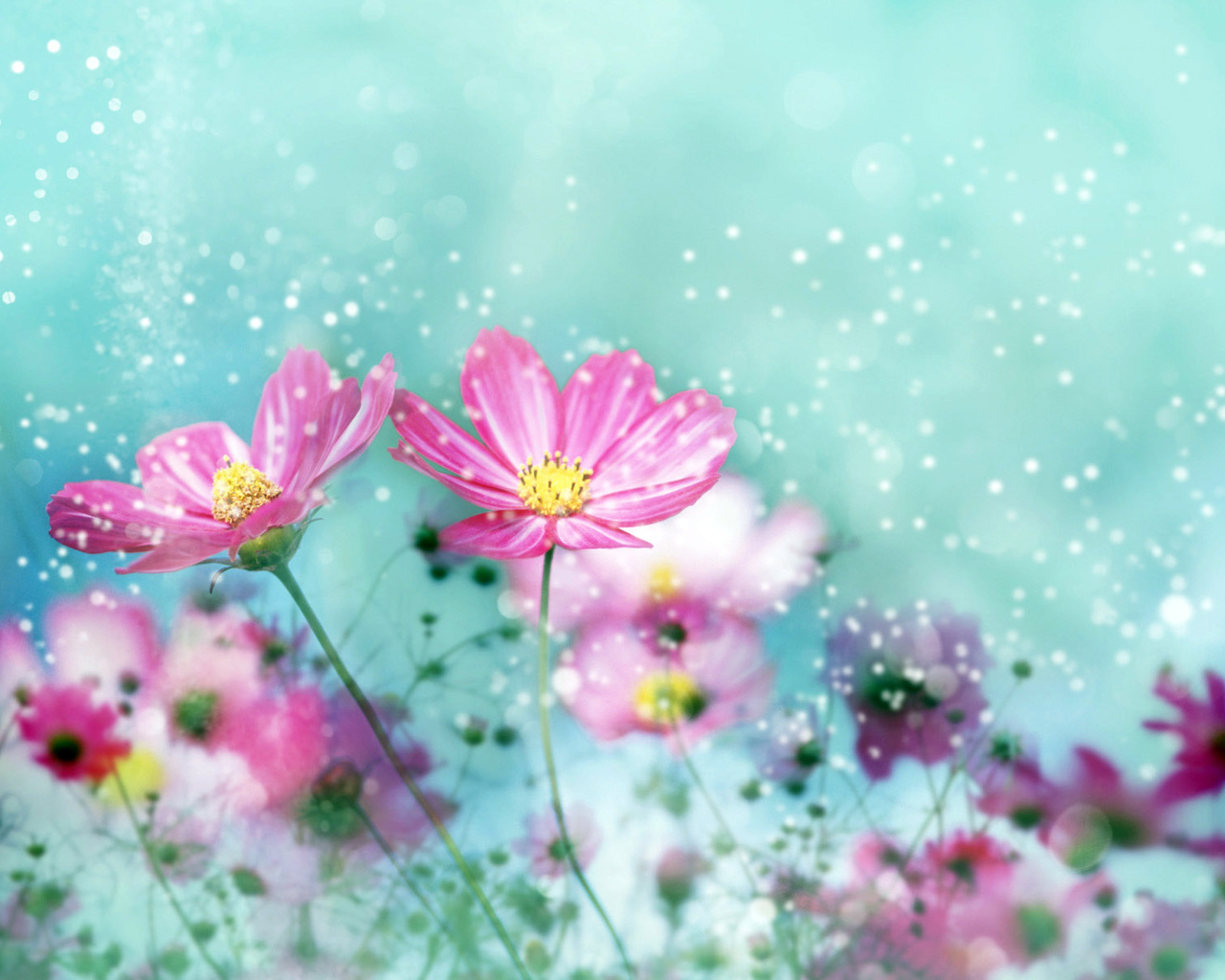 Colorful Flower Blossoms Wallpapers HD Wallpapers